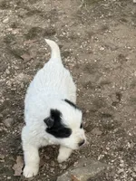 processed/587c34bb-3974-45e5-b18a-c02b478f97b7/listing/88cadb28-8c67-4065-9a5f-ac2220e17d07/ff338fff-edf1-4f37-bb11-02c93b50ee6b