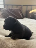Peachy, a female Bichon Frise and French Bulldog for sale in Hulbert, OK – 4 of 8
