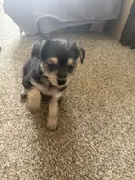 Tommy, a male Bichon Frise and Chihuahua for sale in Hulbert, OK – 4 of 6