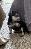 Tommy, a male Bichon Frise and Chihuahua for sale in Hulbert, OK – 3 of 6