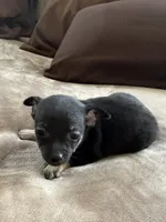 Ollie, a male Bichon Frise and Chihuahua for sale in Hulbert, OK – 3 of 4