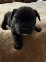 Peachy, a female Bichon Frise and French Bulldog for sale in Hulbert, OK – 5 of 8