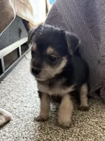 Tommy, a male Bichon Frise and Chihuahua for sale in Hulbert, OK – 2 of 6