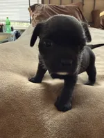 Peachy, a female Bichon Frise and French Bulldog for sale in Hulbert, OK – 8 of 8