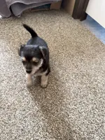 Tommy, a male Bichon Frise and Chihuahua for sale in Hulbert, OK – 5 of 6