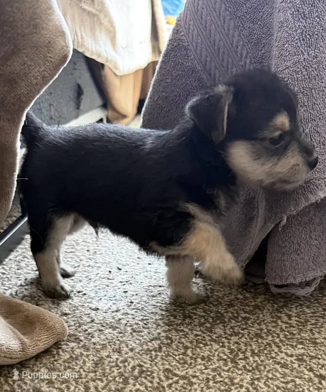 Tommy – Bichon Frise, Chihuahua puppy for sale in Hulbert, OK