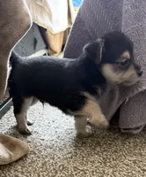 Tommy, a male Bichon Frise and Chihuahua for sale in Hulbert, OK – 1 of 6