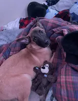 Reggie, a male Belgian Malinois for sale in Gresham, OR – Photo 3 of 7