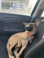 Reggie, a male Belgian Malinois for sale in Gresham, OR – Photo 4 of 7