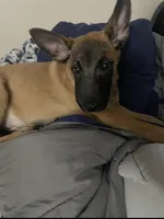 Reggie, a male Belgian Malinois for sale in Gresham, OR – Photo 2 of 7