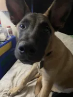 Reggie, a male Belgian Malinois for sale in Gresham, OR – Photo 7 of 7