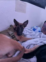 Reggie, a male Belgian Malinois for sale in Gresham, OR – Photo 5 of 7