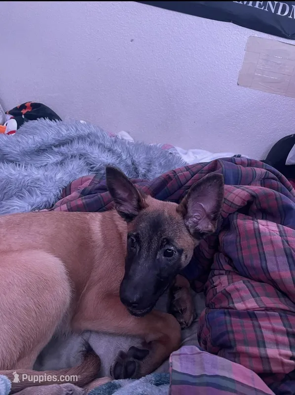 Reggie – Belgian Malinois puppy for sale in Gresham, OR