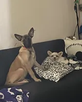 Reggie, a male Belgian Malinois for sale in Gresham, OR – Photo 6 of 7