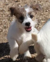 Miami - Short Male, a male Jack Russell Terrier for sale in Apple Valley, CA – Photo 3 of 6