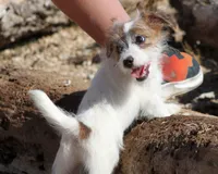 Miami - Short Male, a male Jack Russell Terrier for sale in Apple Valley, CA – Photo 1 of 6