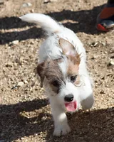 Miami - Short Male, a male Jack Russell Terrier for sale in Apple Valley, CA – Photo 4 of 6