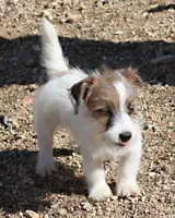 Miami - Short Male, a male Jack Russell Terrier for sale in Apple Valley, CA – Photo 2 of 6