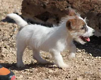 Miami - Short Male, a male Jack Russell Terrier for sale in Apple Valley, CA – Photo 6 of 6