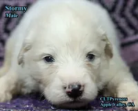 AKC Champion bloodline, a male Great Pyrenees for sale in Apple Valley, CA – 5 of 8