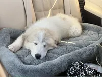 Shadow, a female Great Pyrenees for sale in Apple Valley, CA – Photo 1 of 2