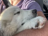 Shadow, a female Great Pyrenees for sale in Apple Valley, CA – Photo 2 of 2