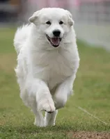 AKC Champion bloodline, a male Great Pyrenees for sale in Apple Valley, CA – 2 of 8