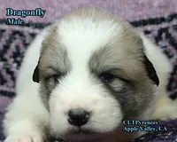 AKC Champion bloodline, a male Great Pyrenees for sale in Apple Valley, CA – 7 of 8