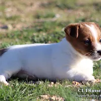 Smooth Male AKC, a male Jack Russell Terrier for sale in Apple Valley, CA – Photo 6 of 10