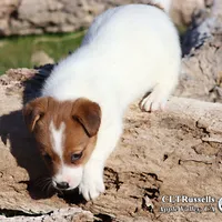 Smooth Male AKC, a male Jack Russell Terrier for sale in Apple Valley, CA – Photo 5 of 10