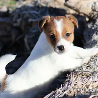 Smooth Male AKC, a male Jack Russell Terrier for sale in Apple Valley, CA – Photo 1 of 10