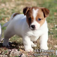 Smooth Male AKC, a male Jack Russell Terrier for sale in Apple Valley, CA – Photo 9 of 10