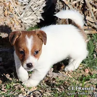 Smooth Male AKC, a male Jack Russell Terrier for sale in Apple Valley, CA – Photo 4 of 10