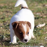 Smooth Male AKC, a male Jack Russell Terrier for sale in Apple Valley, CA – Photo 7 of 10