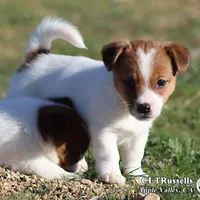 Smooth Male AKC, a male Jack Russell Terrier for sale in Apple Valley, CA – Photo 10 of 10