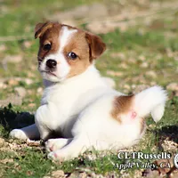 Smooth Male AKC, a male Jack Russell Terrier for sale in Apple Valley, CA – Photo 2 of 10