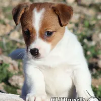 Smooth Male AKC, a male Jack Russell Terrier for sale in Apple Valley, CA – Photo 8 of 10