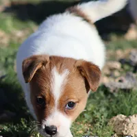 Smooth Male AKC, a male Jack Russell Terrier for sale in Apple Valley, CA – Photo 3 of 10