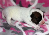 Montana’s girl Smooth Coat AKC, a female Jack Russell Terrier for sale in Apple Valley, CA – Photo 3 of 3