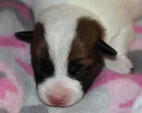 Montana’s girl Smooth Coat AKC, a female Jack Russell Terrier for sale in Apple Valley, CA – Photo 1 of 3