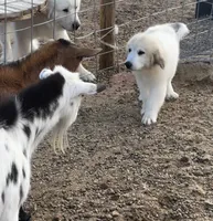 River AKC Champion Pedigree , a male Great Pyrenees for sale in Apple Valley, CA – 10 of 10
