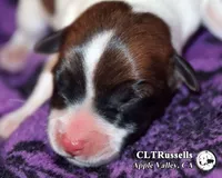 Domino - Smooth Coat, a male Jack Russell Terrier for sale in Apple Valley, CA – 1 of 3