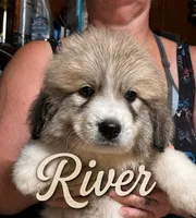 River AKC Champion Pedigree , a male Great Pyrenees for sale in Apple Valley, CA – 1 of 7