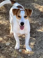 Montana’s AKC Smooth Male, a male Jack Russell Terrier for sale in Apple Valley, CA – Photo 5 of 6