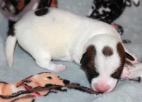 Montana’s AKC Smooth Male, a male Jack Russell Terrier for sale in Apple Valley, CA – Photo 3 of 6