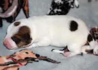 Montana’s AKC Smooth Male, a male Jack Russell Terrier for sale in Apple Valley, CA – Photo 2 of 6