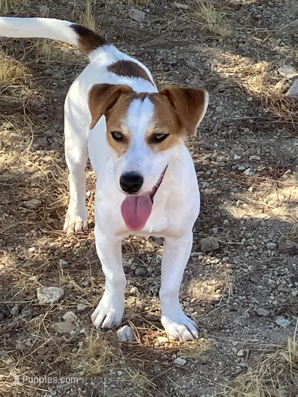 Montana’s AKC Smooth Male