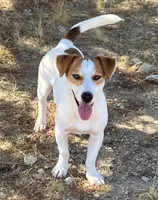 Montana’s AKC Smooth Male, a male Jack Russell Terrier for sale in Apple Valley, CA – Photo 6 of 6