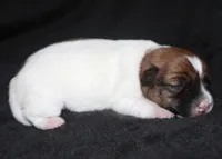 Rune Broken Coat Shorty, a female Jack Russell Terrier for sale in Apple Valley, CA – Photo 3 of 4