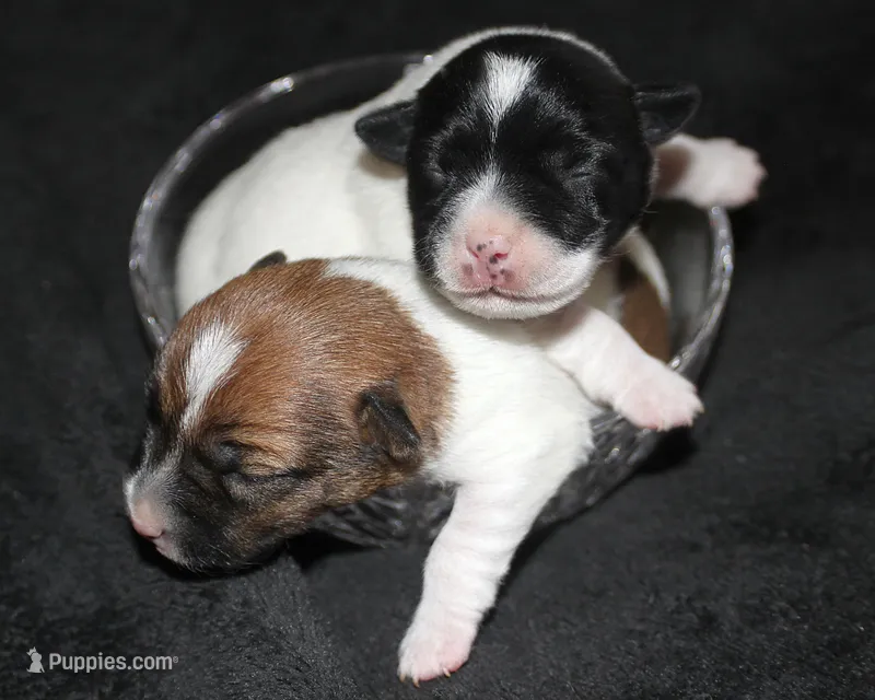 Rune Broken Coat Shorty